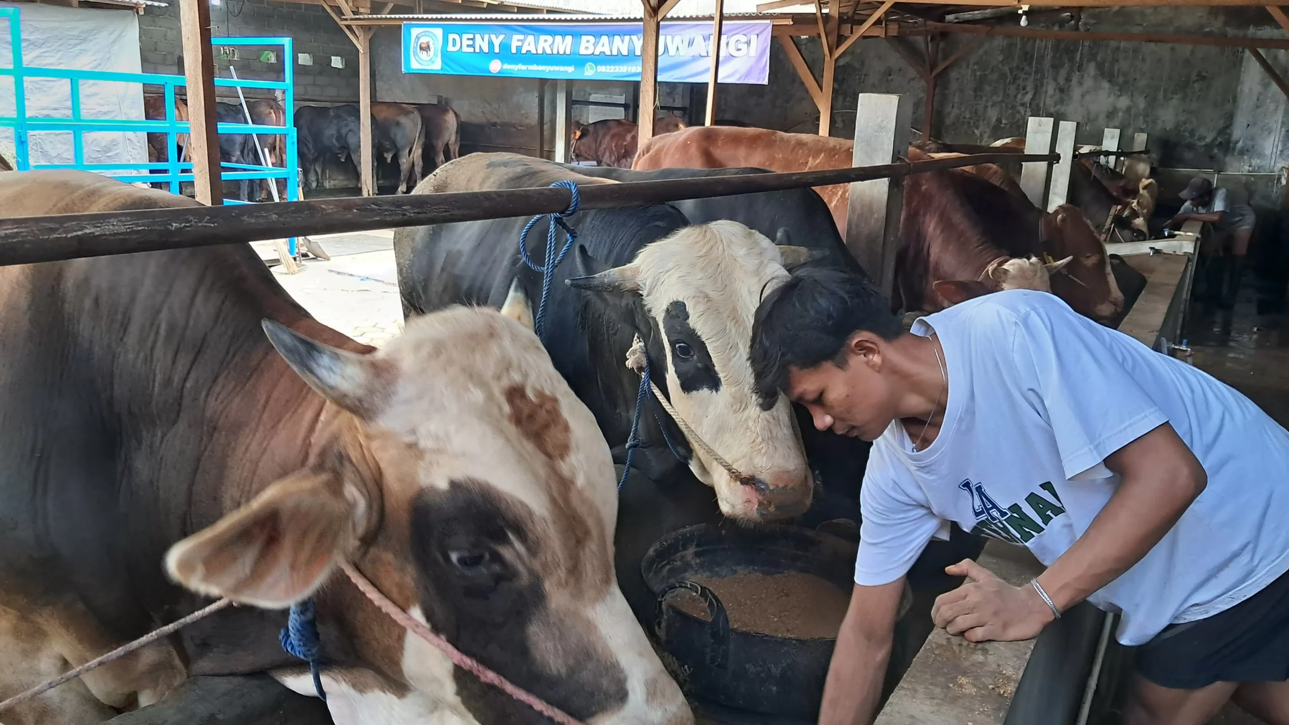 Rahasia Memberikan Hijauan Segar untuk Sapi Tetap Sehat