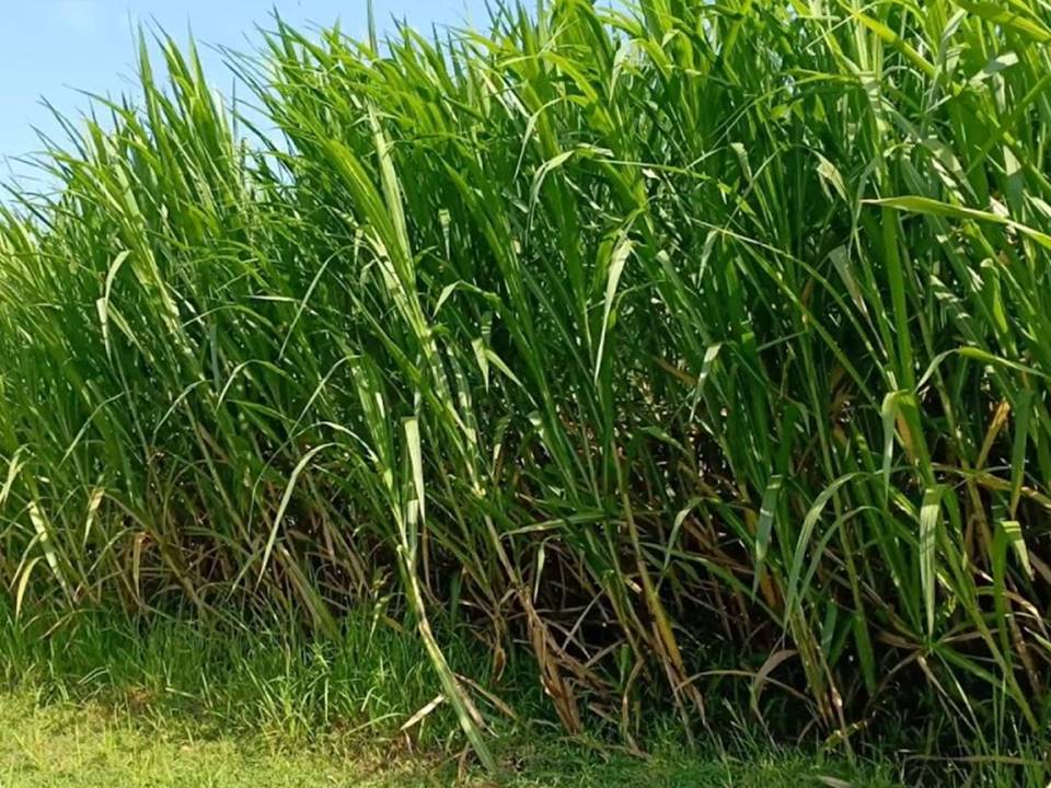 Rumput Hijauan Ruminansia sebagai Sumber Pakan Berkualitas