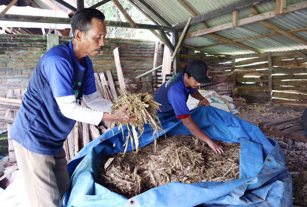 Pemanfaatan Rumput Fermentasi untuk Pakan Ternak