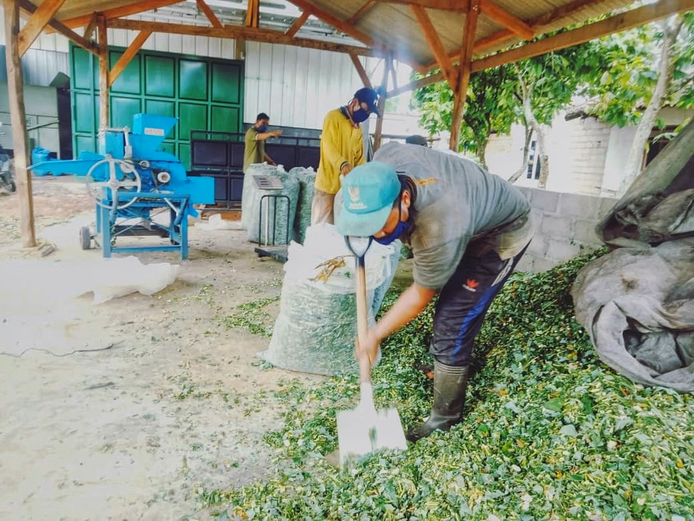 Pengawetan Rumput Menggunakan Silase Agar Ternak Sehat