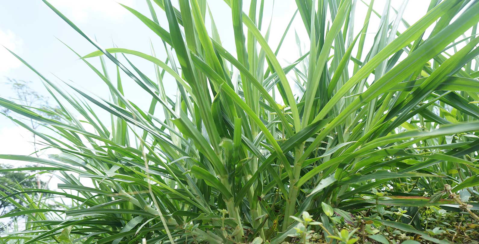 Rahasia Rumput Segar Konsumsi Harian untuk Ternak Sehat